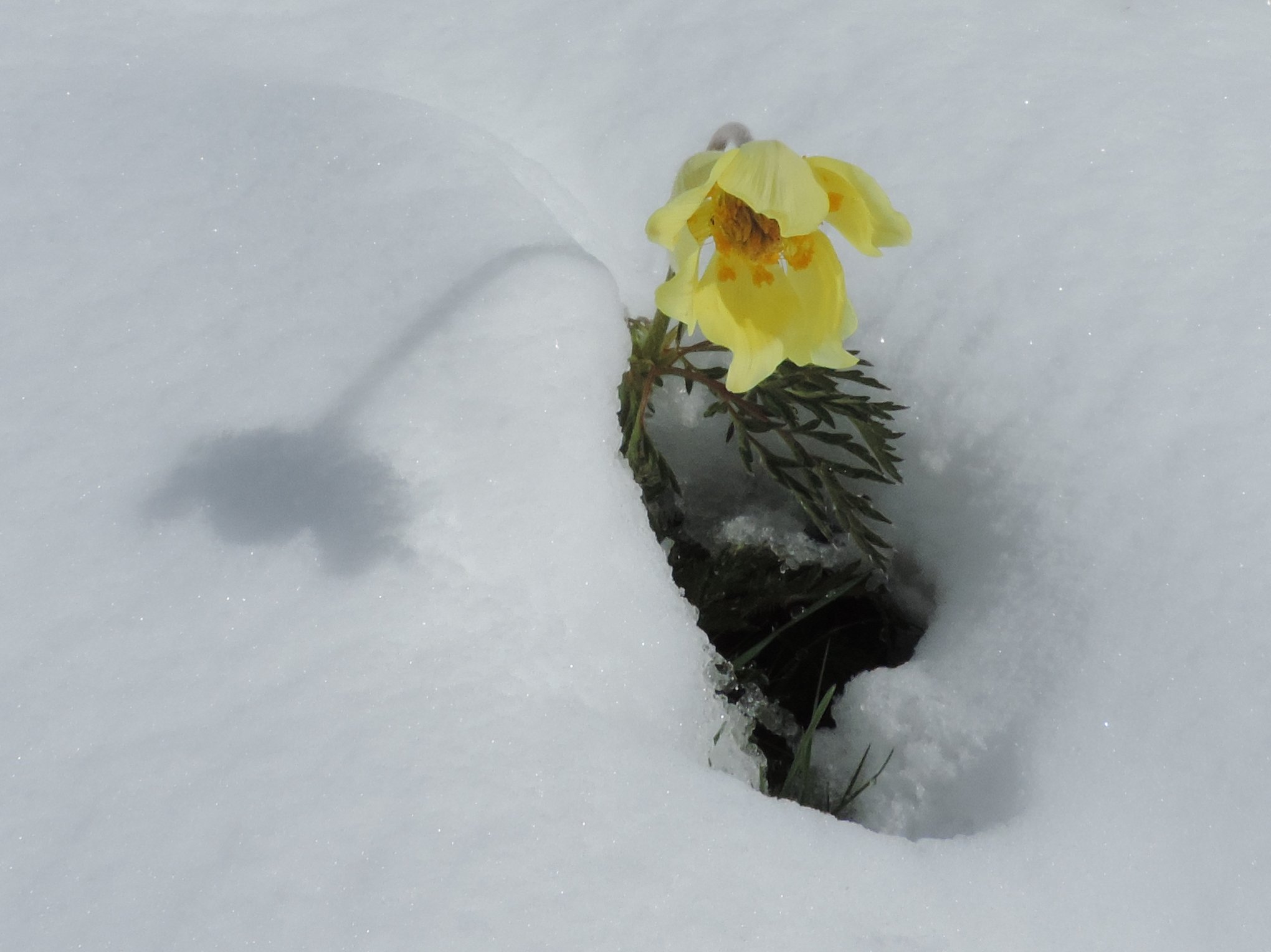 La dura vita dei fiori di montagna